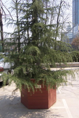 塑木花箱的詳細介紹