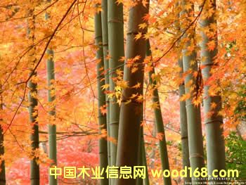楊木的詳細介紹