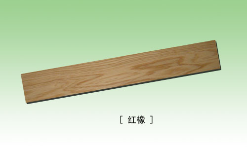 紅橡的詳細(xì)介紹