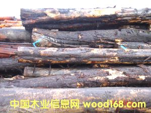 太平洋海岸楓木的詳細介紹