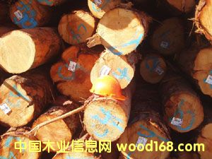 鐵杉的詳細介紹