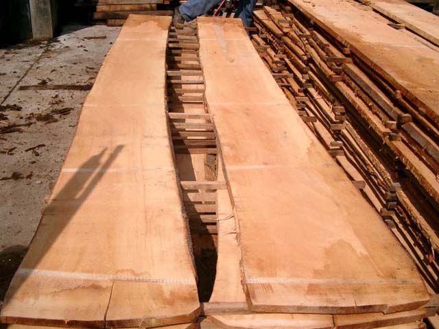 beech lumberԔB