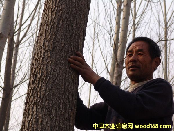點(diǎn)擊查看大量楊木原木個(gè)人種植放大圖片
