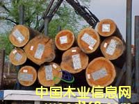桉木的詳細(xì)介紹