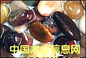 天然鵝卵石的詳細介紹