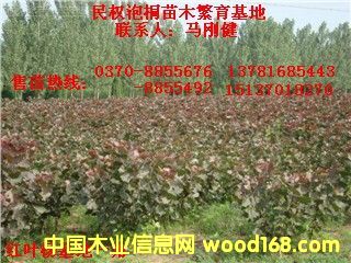 點擊查看紅葉楊放大圖片