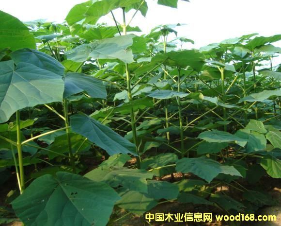 點擊查看泡桐苗放大圖片