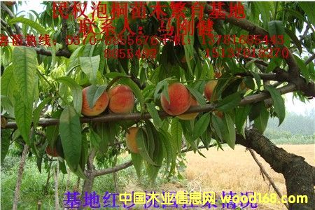 點擊查看桃樹苗放大圖片