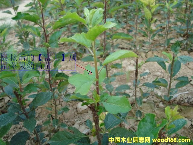 點擊查看蘋果苗放大圖片