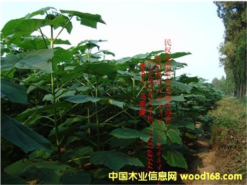 點擊查看泡桐苗放大圖片