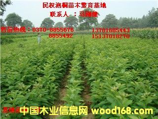 點擊查看柿樹苗放大圖片