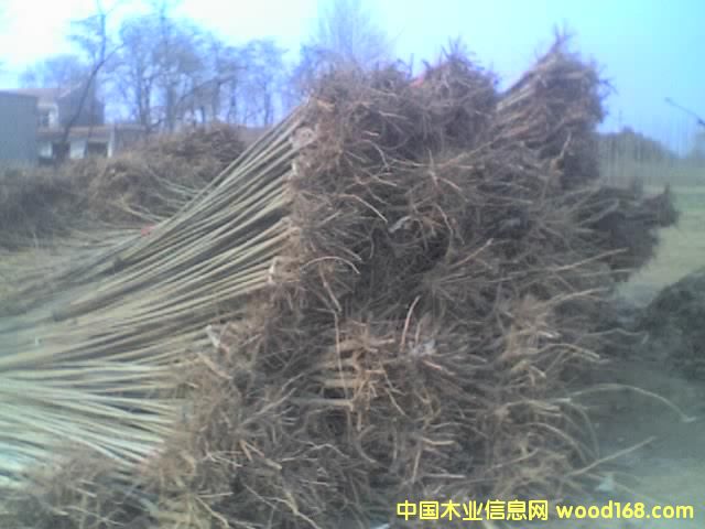 點擊查看楊樹苗放大圖片