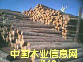 楊木單板的詳細介紹