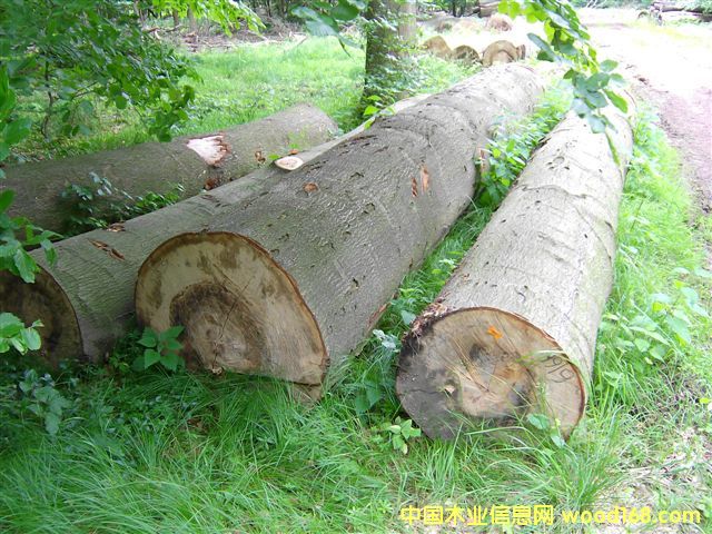 點擊查看櫸木原木放大圖片