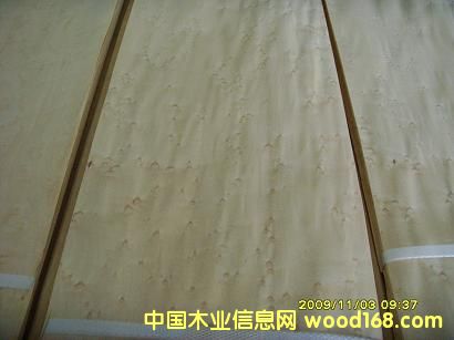 0.3楓木雀眼木皮的詳細(xì)介紹