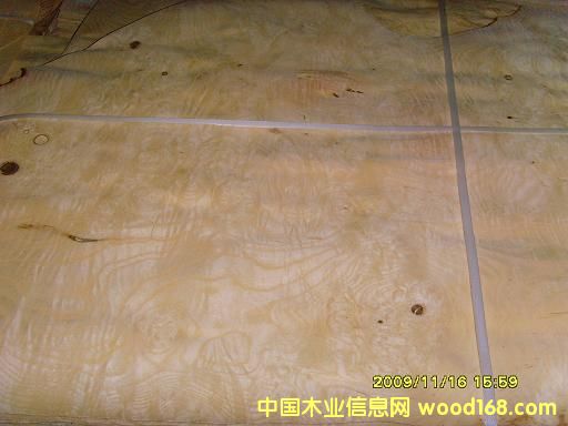 0.6白元樹瘤木皮的詳細(xì)介紹