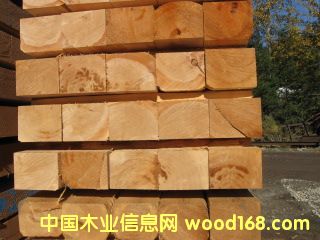 鐵杉大方 1級的詳細介紹