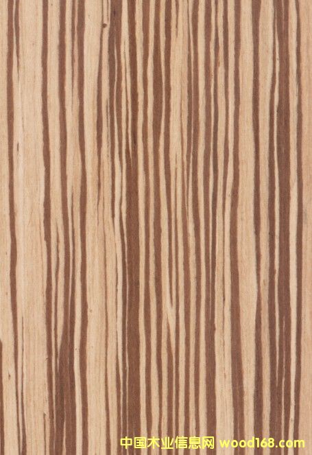 K.Y.Zebrawood#204Ԕ(x)B