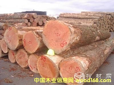 輻射松的詳細介紹
