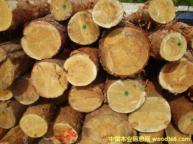 樟子松的詳細介紹