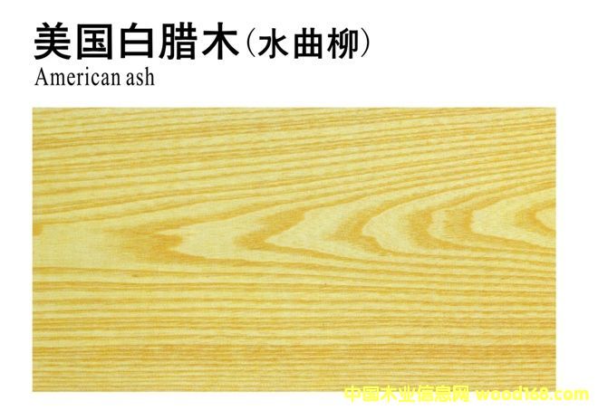 美國白臘木(水曲柳)的詳細介紹