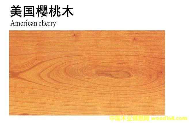 美國櫻桃木的詳細介紹