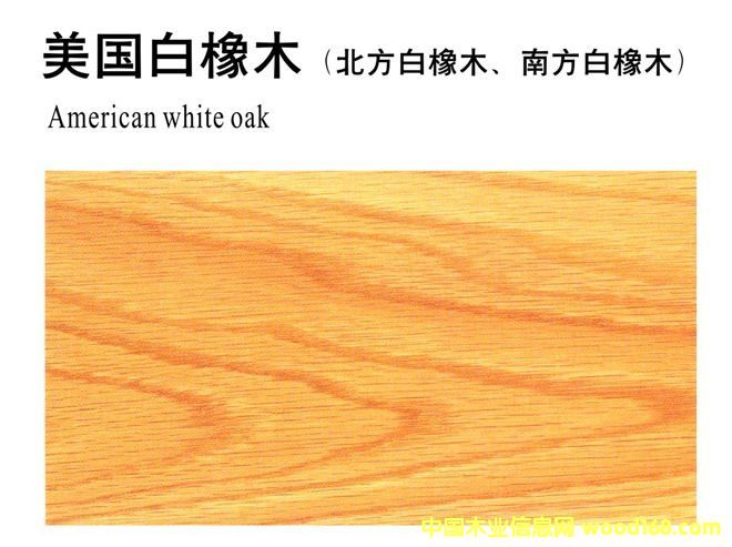 美國白橡木的詳細介紹