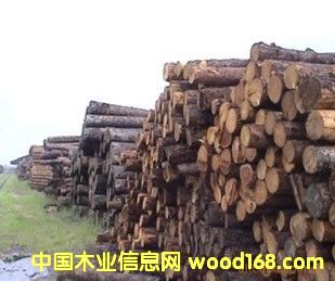 松木原木的詳細介紹