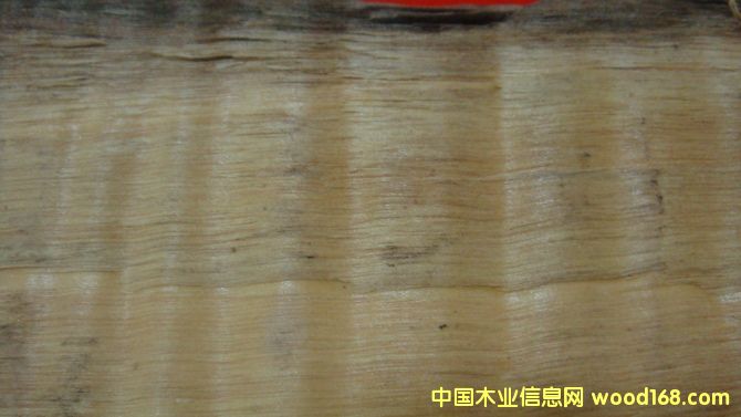 金絲楠木-1的詳細介紹