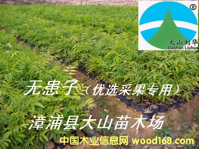 [供] 無患子苗（采收果實　soapberry)
