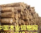輻射松的詳細介紹
