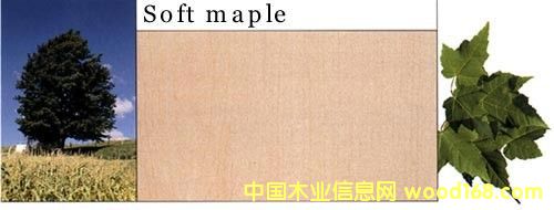 軟楓的詳細介紹