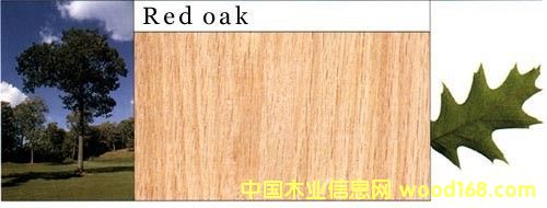紅橡木的詳細介紹