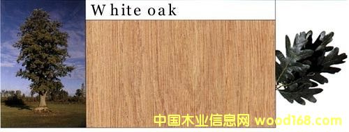 白橡木的詳細介紹