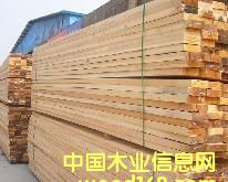福建南方松的詳細(xì)介紹