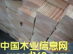 花旗松的詳細介紹