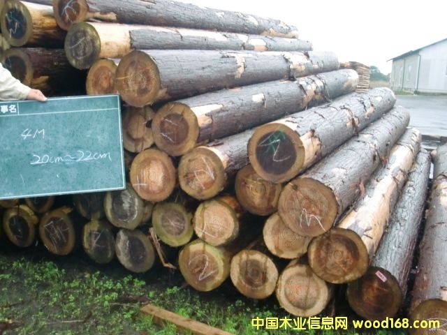 杉木的詳細介紹