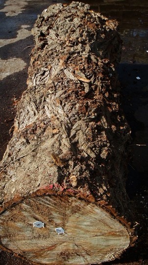 W ח:Mappa Burl