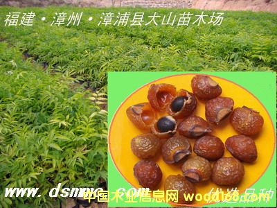 [供] 無患子苗（采收果實　soapberry)