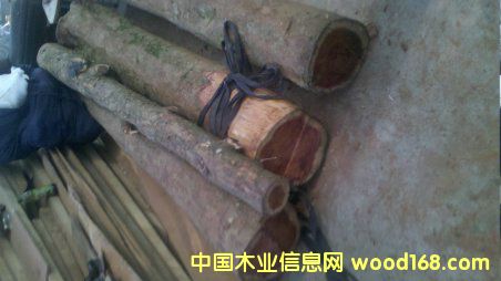 紅豆杉的詳細介紹