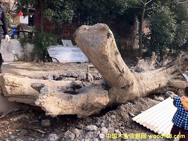 千年楠木的詳細介紹