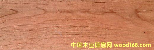 櫻桃木的詳細介紹