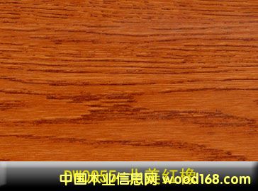 紅橡的詳細(xì)介紹