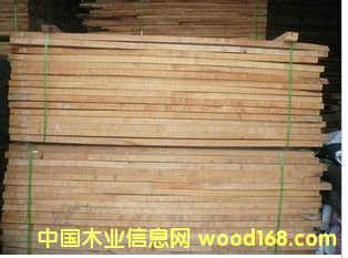 五角楓的詳細介紹