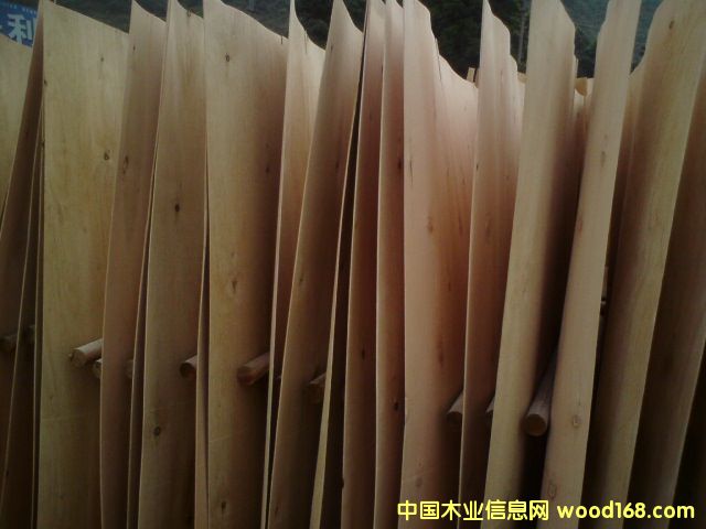 小葉桉木皮的詳細(xì)介紹