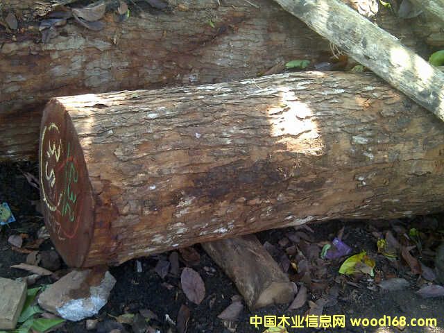印尼桃花芯木的詳細介紹