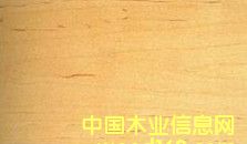 軟楓的詳細介紹