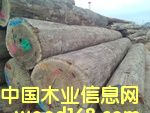 克隆木的詳細介紹