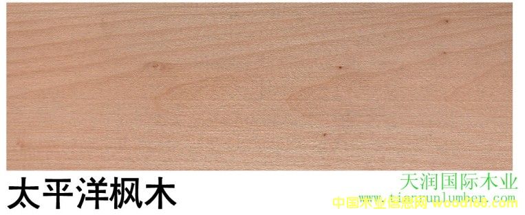 太平洋楓木的詳細(xì)介紹