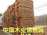 漆木的詳細介紹